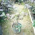 番石榴苗50~80cm
