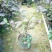 番石榴苗50~80cm