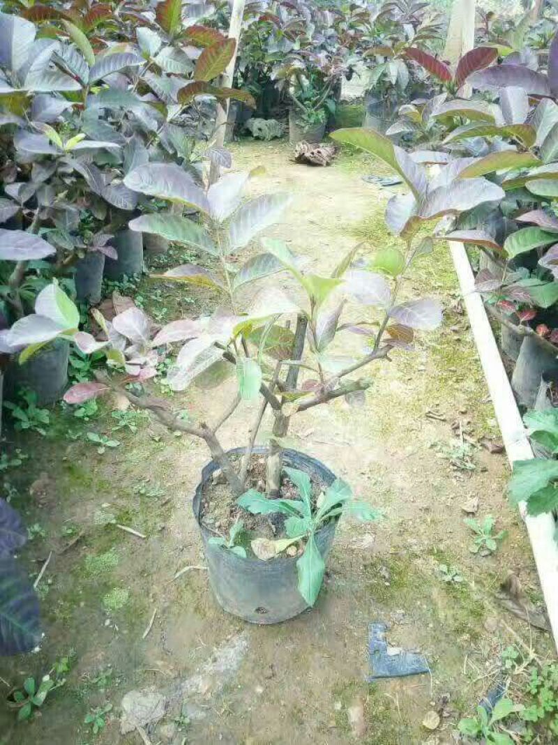 番石榴苗50~80cm