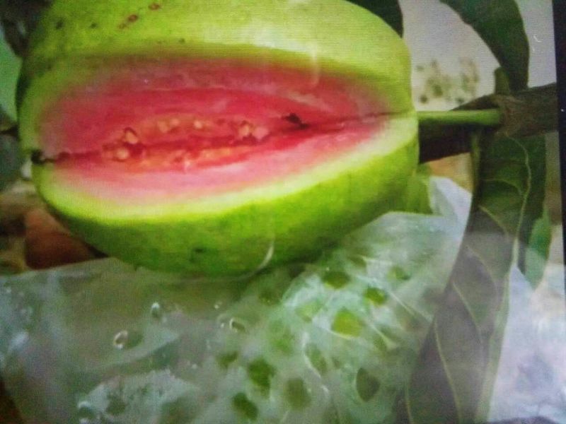 西瓜番石榴苗30~50cm