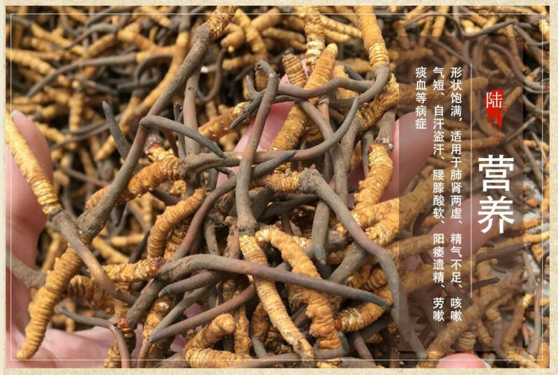 【优选】冬虫夏草多规格虫草，西藏那曲冬虫夏草盒装