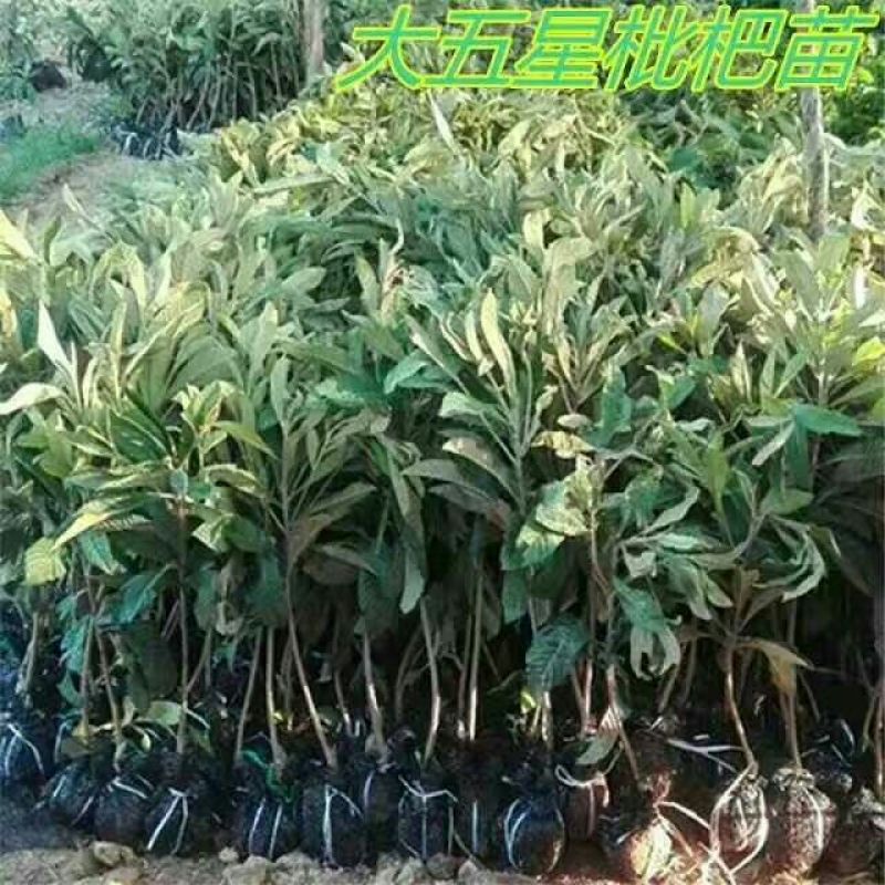 枇杷树苗20~30cm
