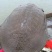 鳖