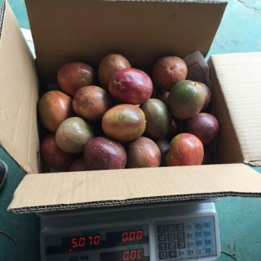 百香果