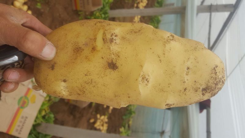 安丘荷兰15土豆4两优质黄心