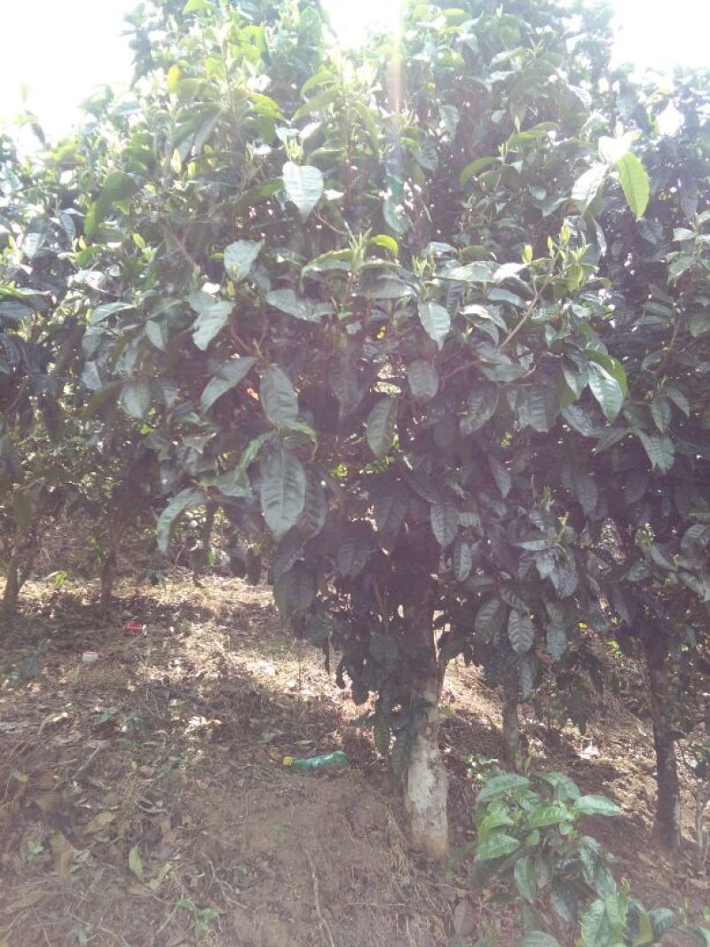 百年大树茶二级