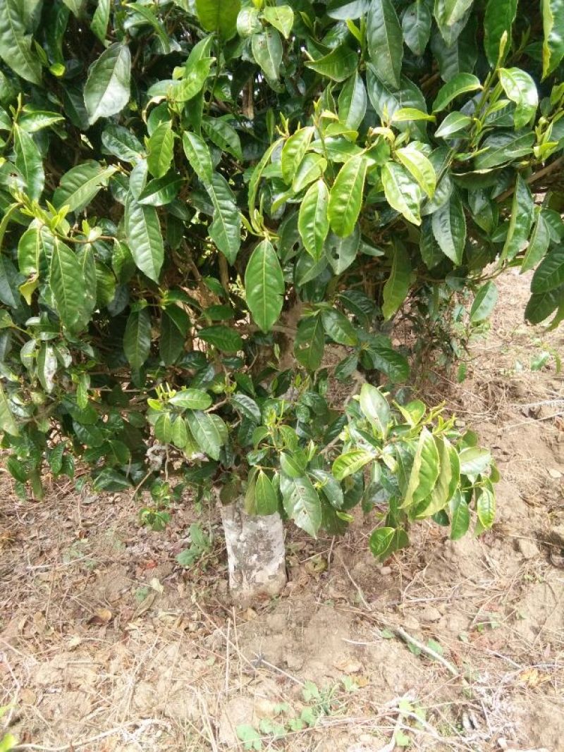 百年大树茶二级