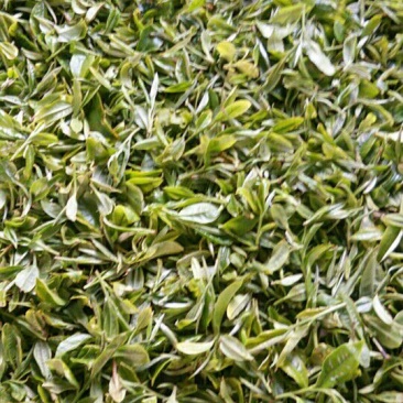 百年大树茶二级