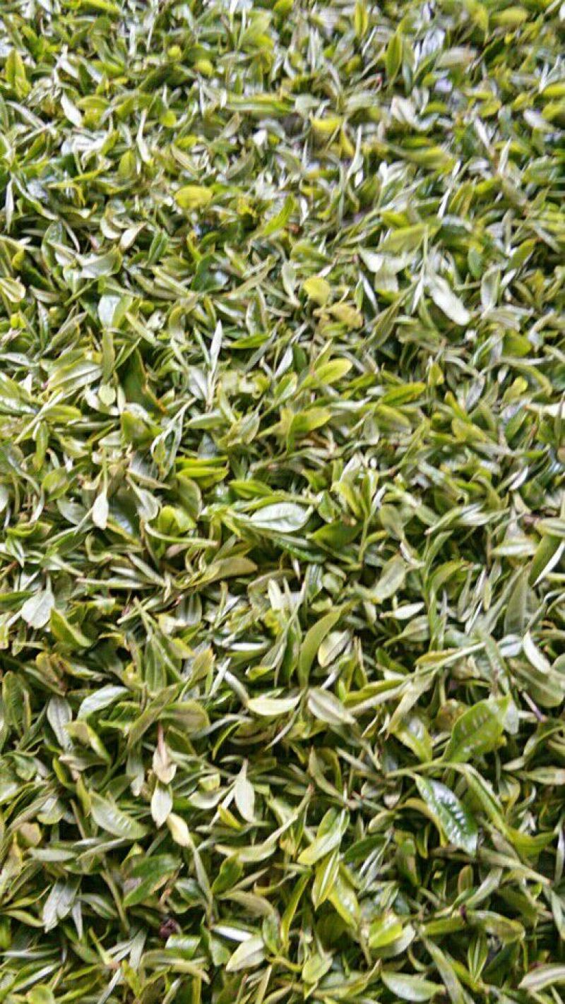 百年大树茶二级