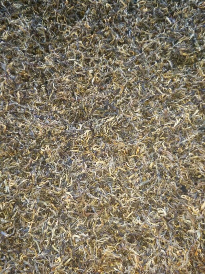 百年大树茶二级