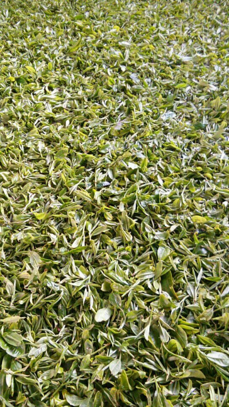 百年大树茶二级