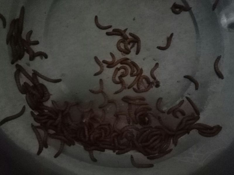 黄粉虫饲料