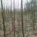 黄山栾树4~6cm4~6cm2.5~3米