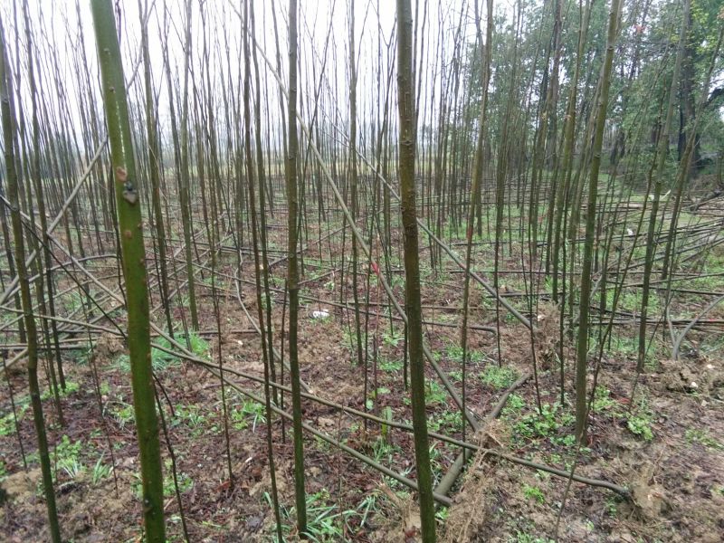 黄山栾树4~6cm4~6cm2.5~3米