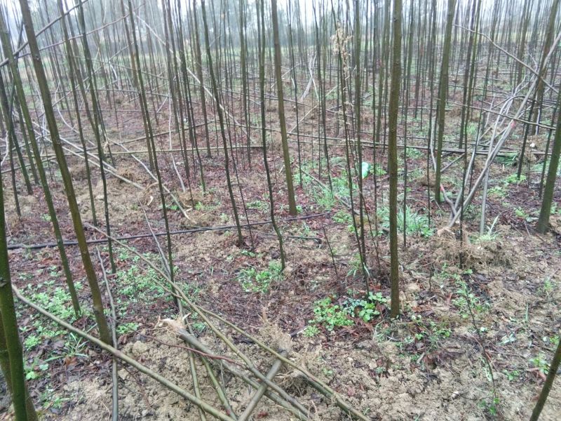 黄山栾树4~6cm4~6cm2.5~3米