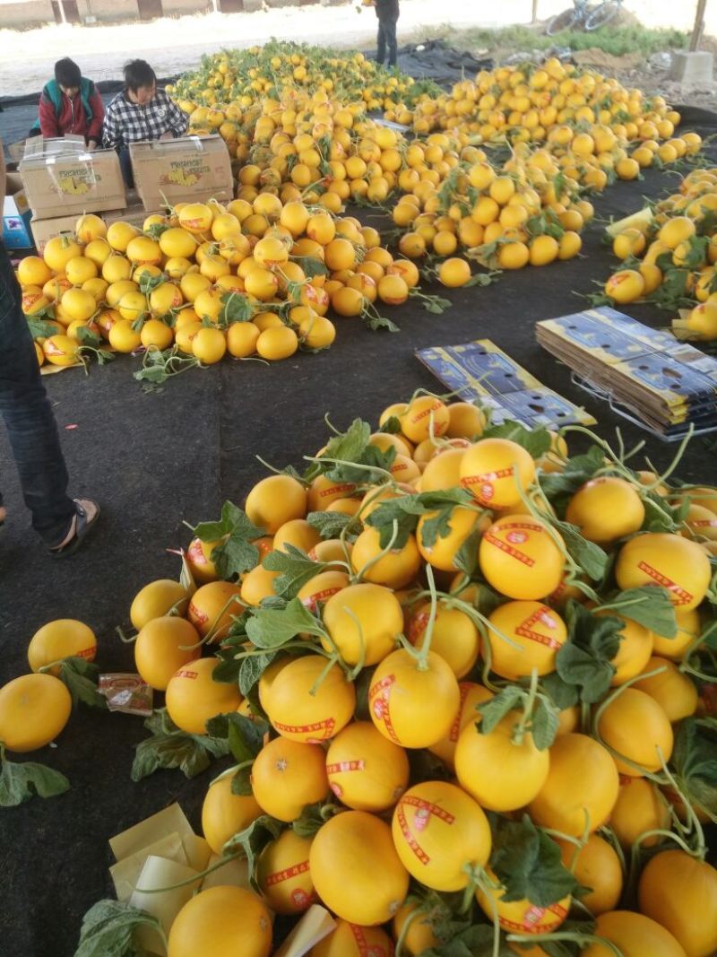 瑞红香瓜3月份大量上市