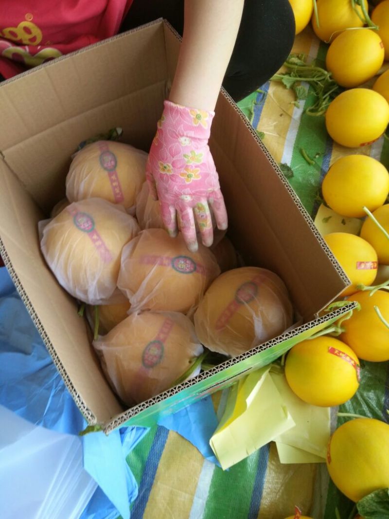 瑞红香瓜3月份大量上市