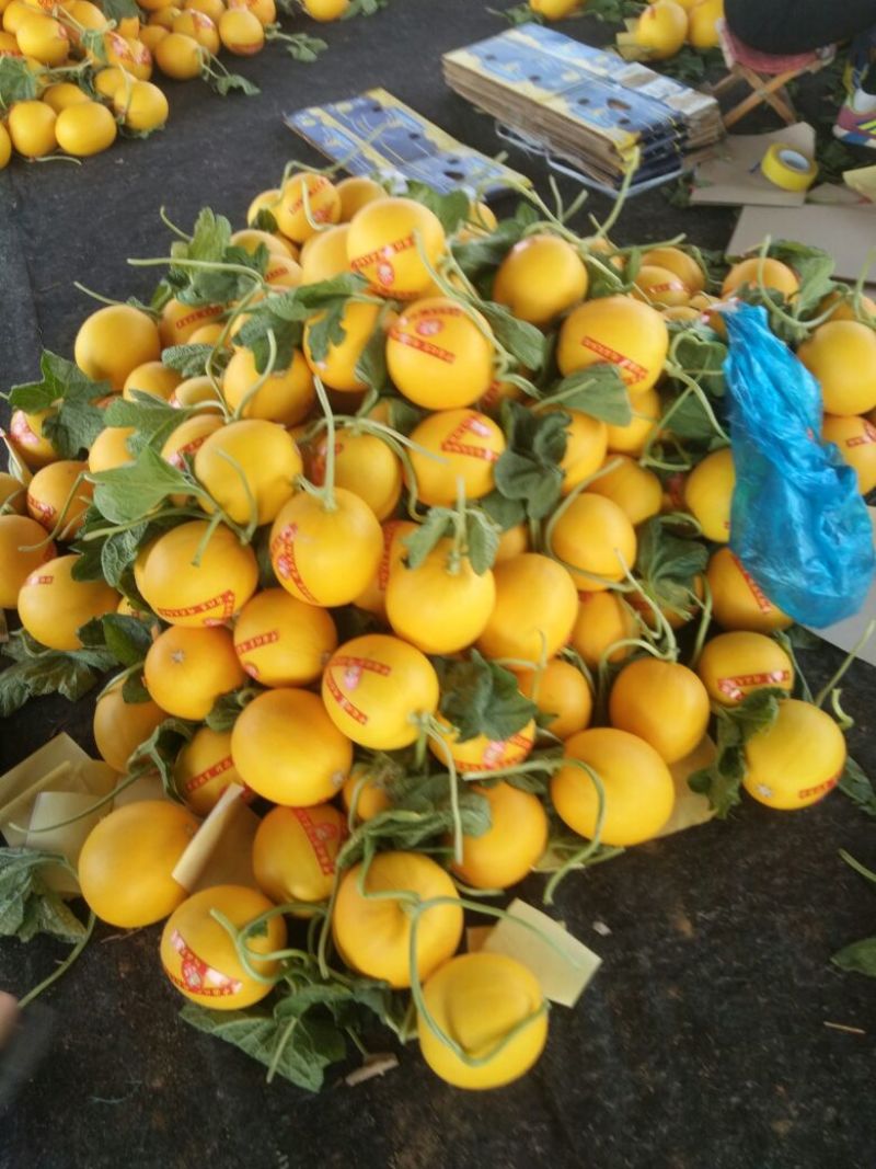 瑞红香瓜3月份大量上市