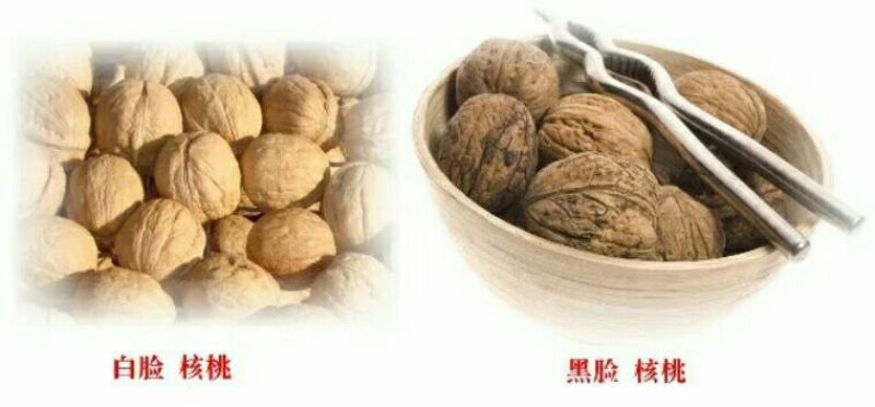核桃产地直销