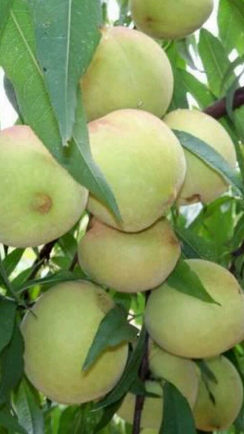 桃子枝条