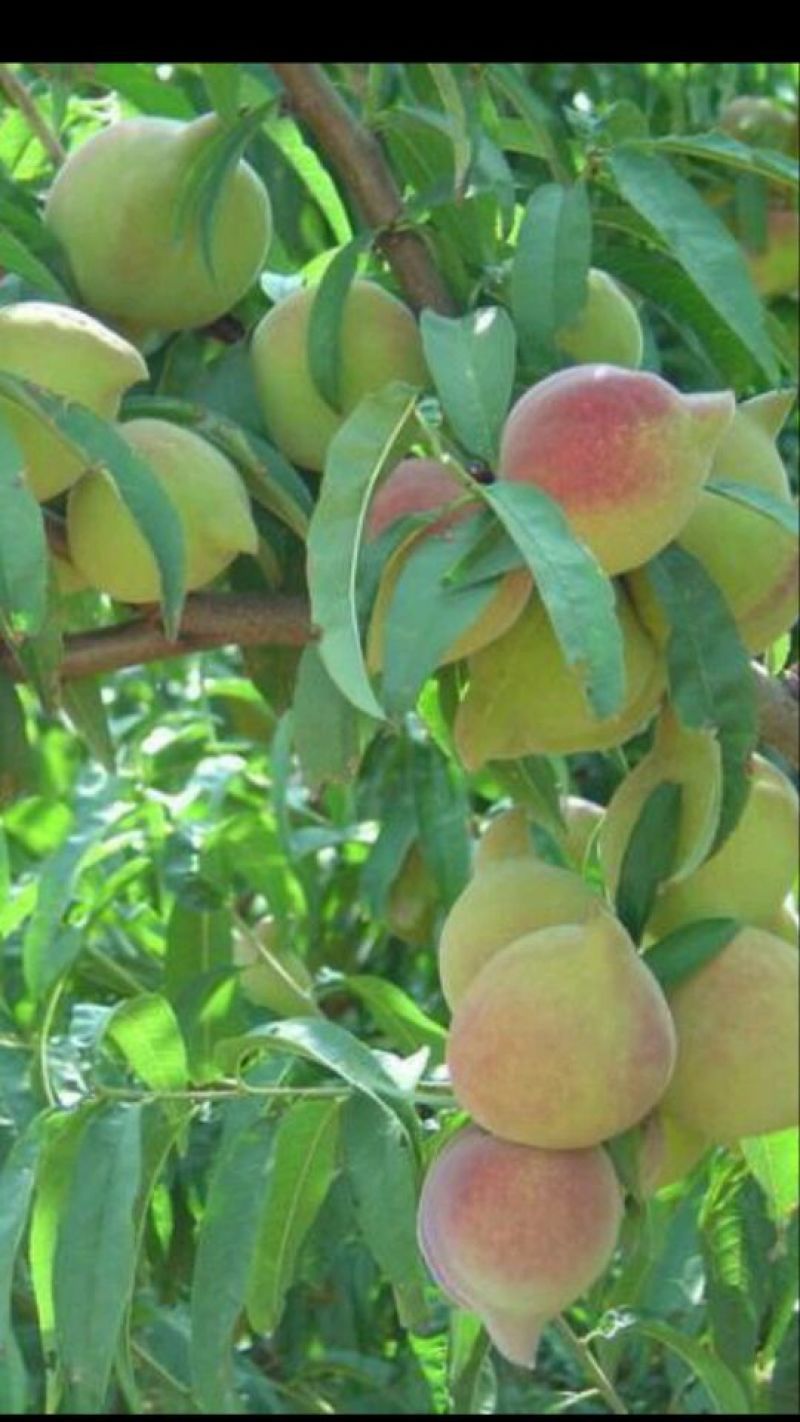 桃子枝条