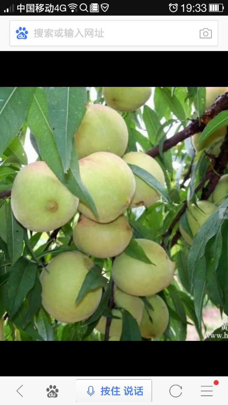 桃子枝条