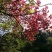 映山红5~10cm