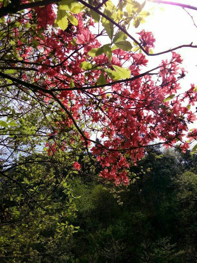 映山红5~10cm