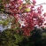 映山红5~10cm