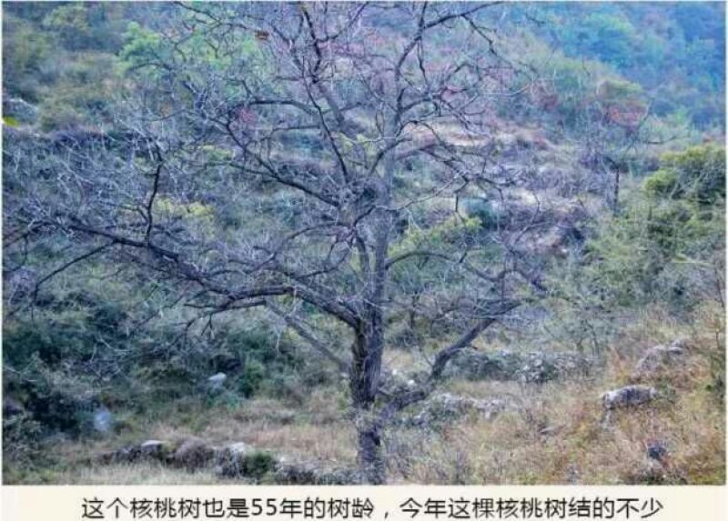 核桃产地直销