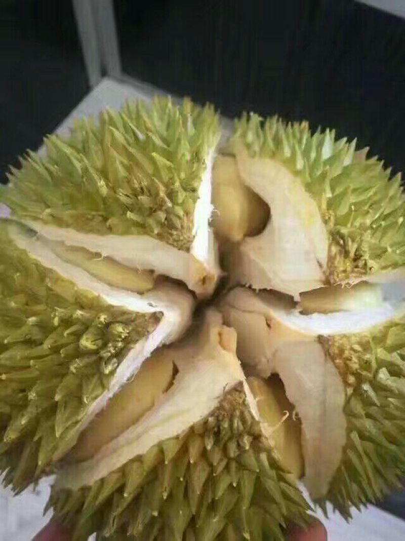 泰国进口金枕头榴莲3~5斤
