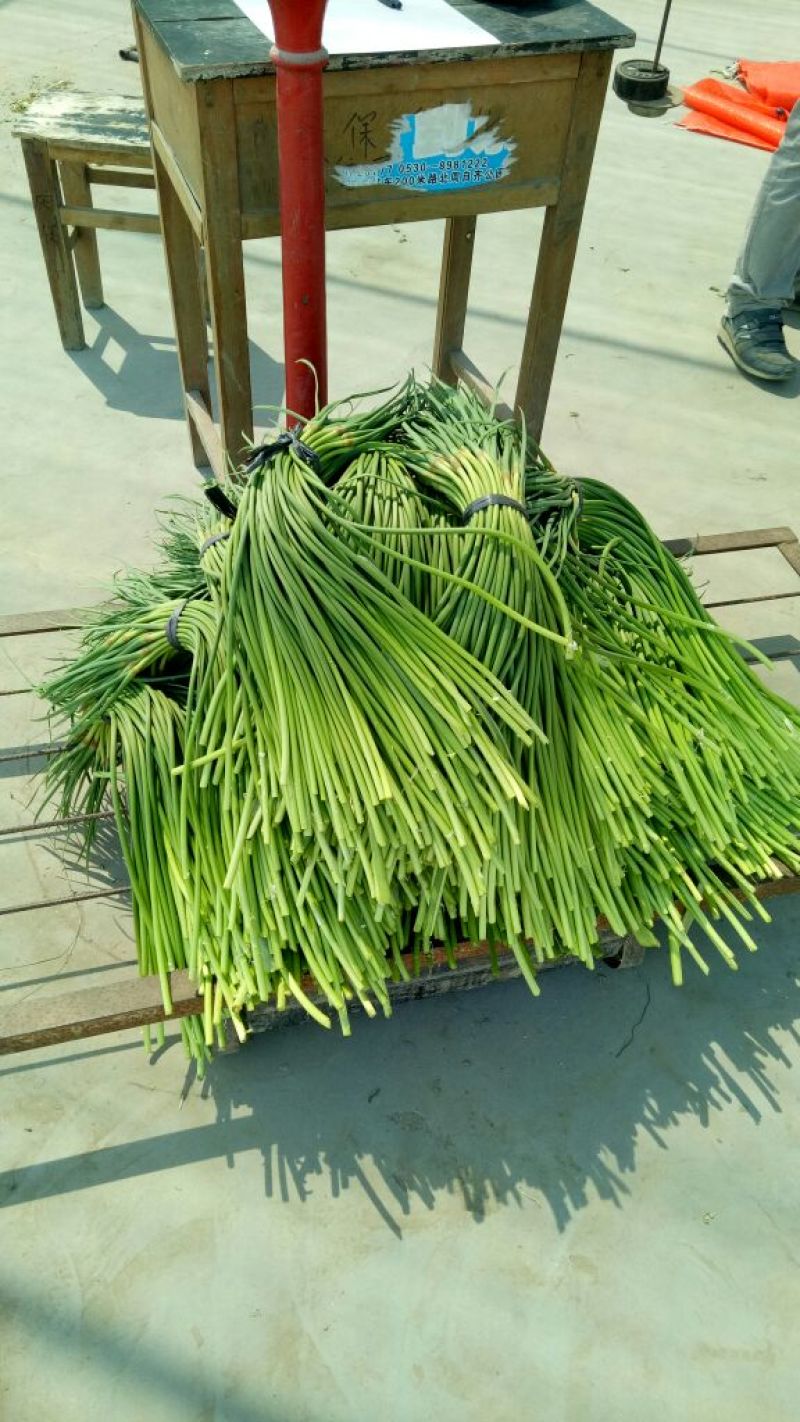 金乡红毛蒜薹精品50~60厘米