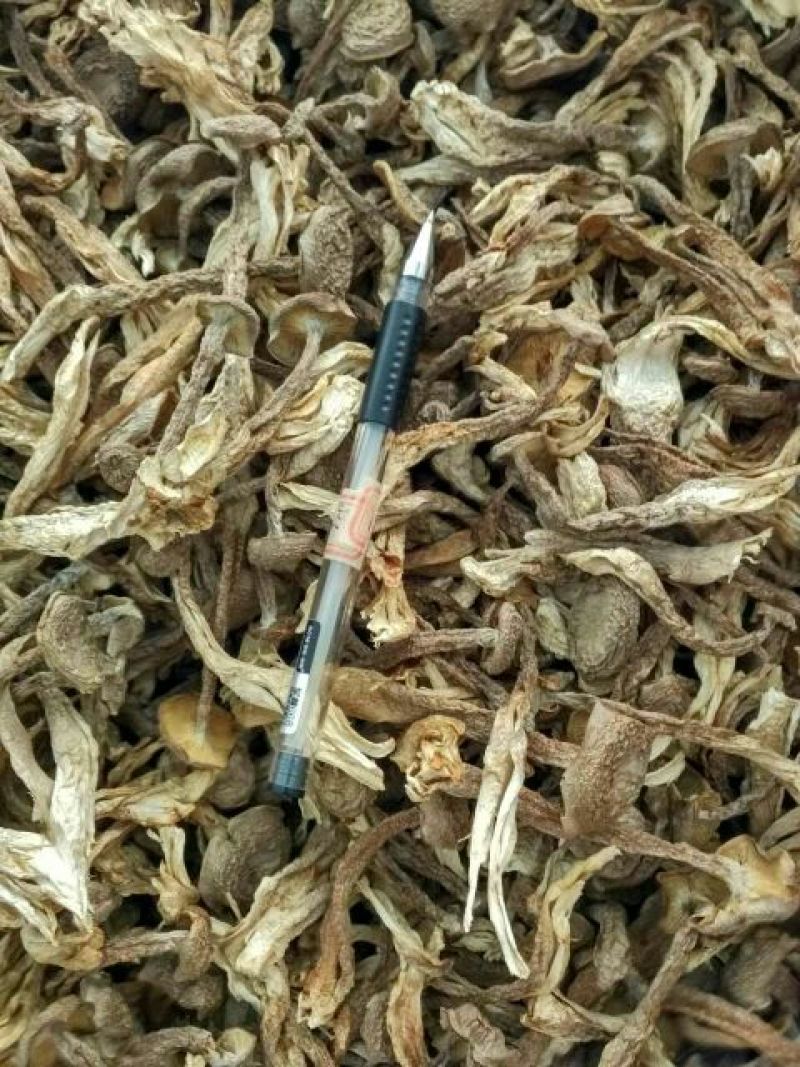 鹿茸菇干货切根好货蒸汽烘干菌香浓郁品质有保障