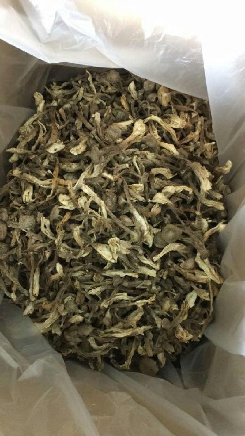 鹿茸菇干货切根好货蒸汽烘干菌香浓郁品质有保障