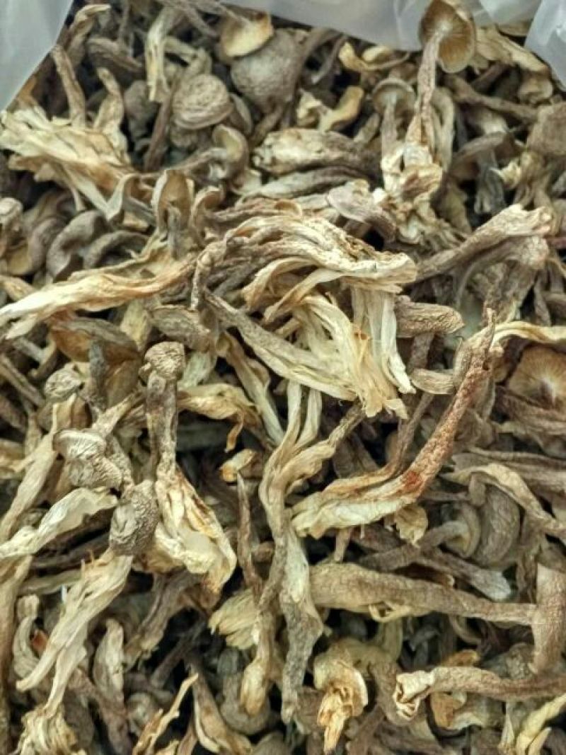 鹿茸菇干货切根好货蒸汽烘干菌香浓郁品质有保障