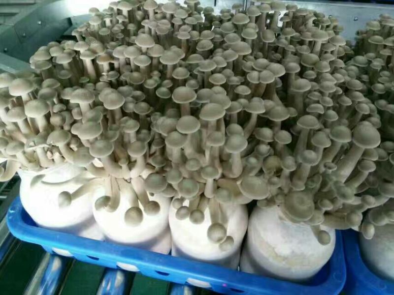 鹿茸菇干货切根好货蒸汽烘干菌香浓郁品质有保障