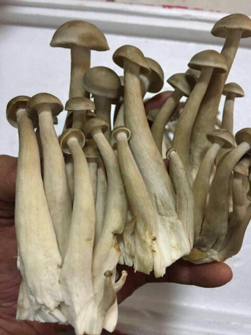 鹿茸菇干货切根好货蒸汽烘干菌香浓郁品质有保障