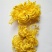 菊花茶特级