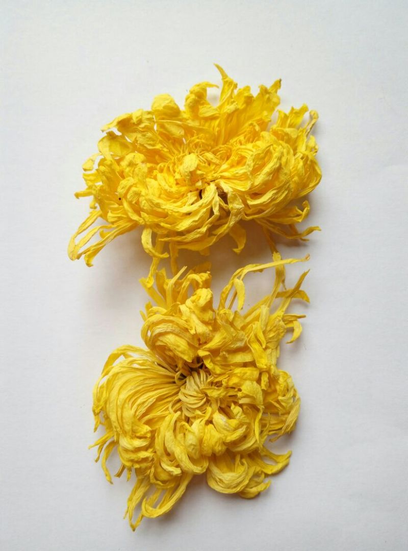 菊花茶特级
