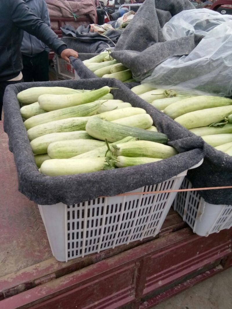 几十万亩甜瓜种植积地博羊61甜瓜年后大量上市