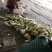 几十万亩甜瓜种植积地博羊61甜瓜年后大量上市