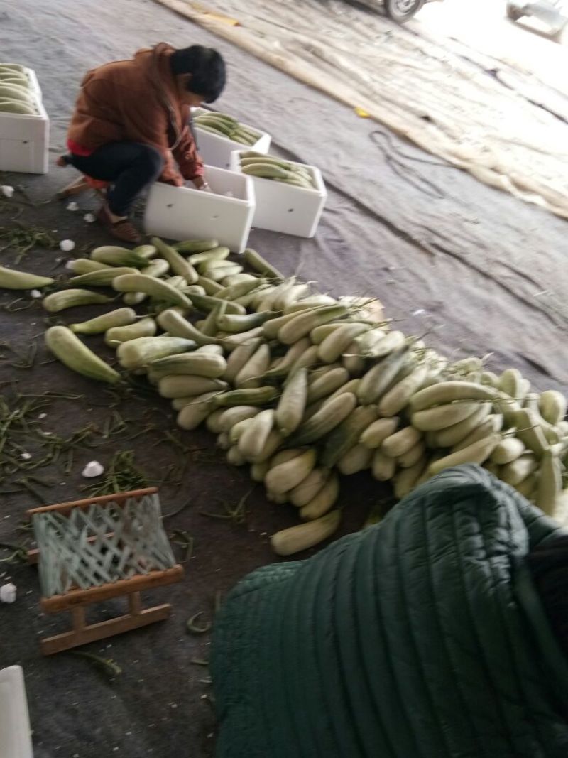 几十万亩甜瓜种植积地博羊61甜瓜年后大量上市