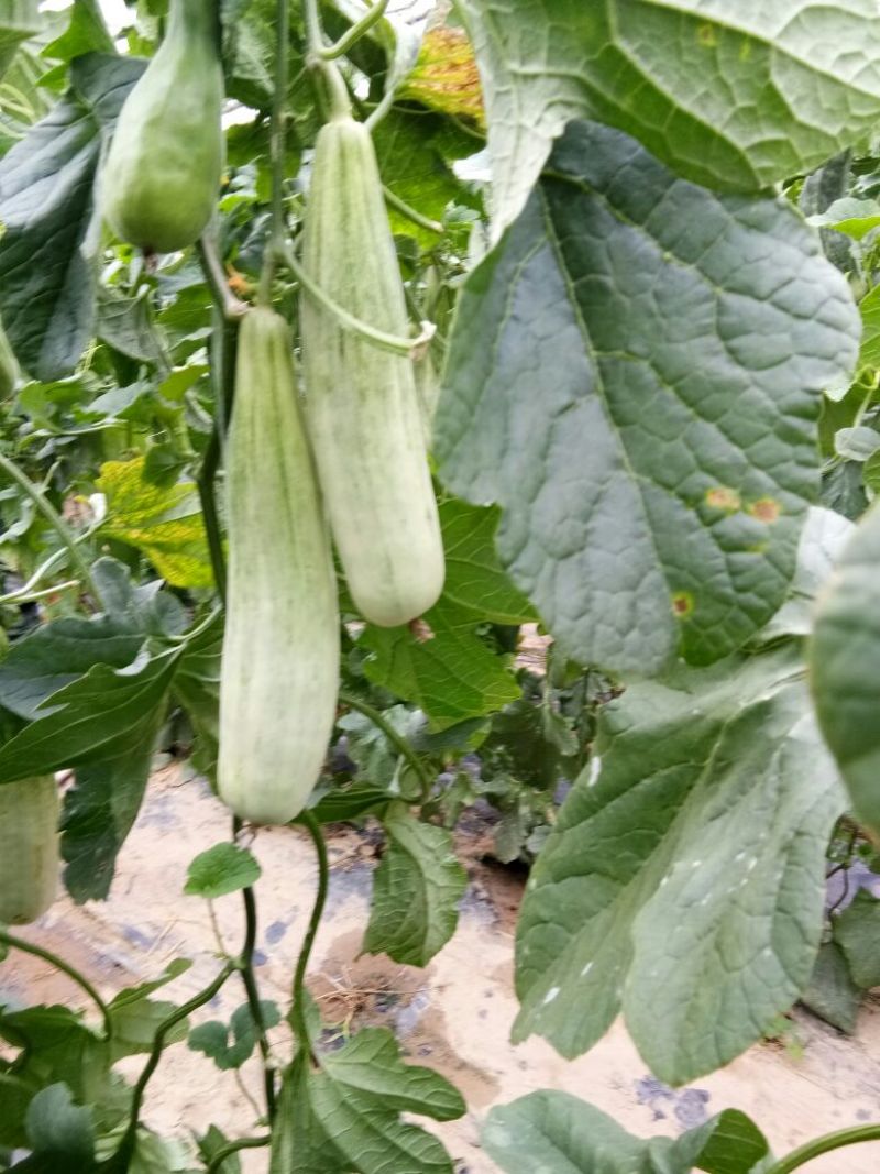 几十万亩甜瓜种植积地博羊61甜瓜年后大量上市