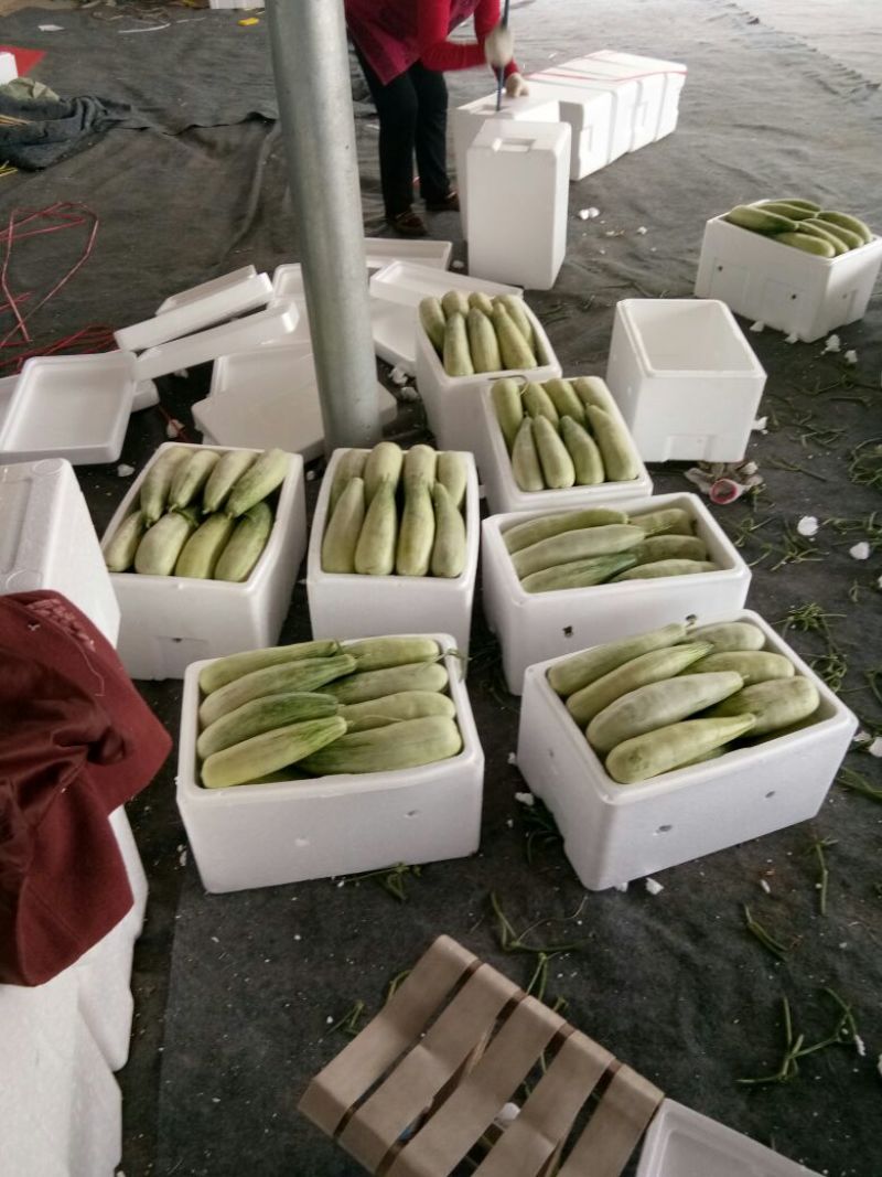 几十万亩甜瓜种植积地博羊61甜瓜年后大量上市