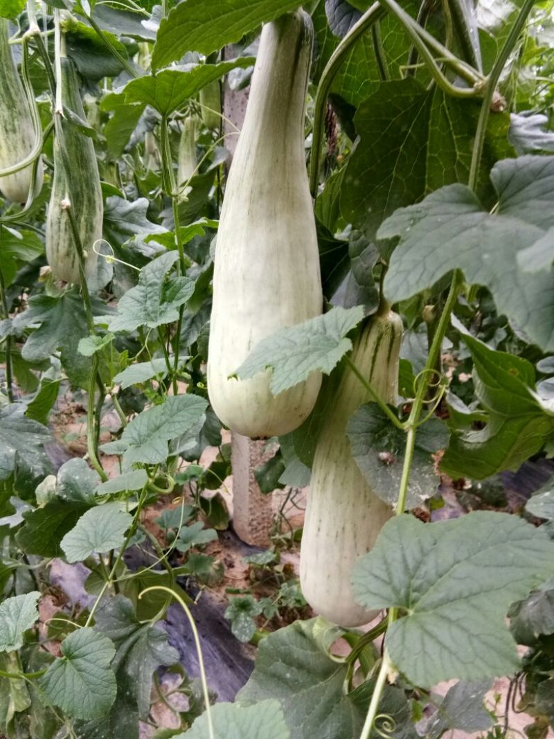 几十万亩甜瓜种植积地博羊61甜瓜年后大量上市