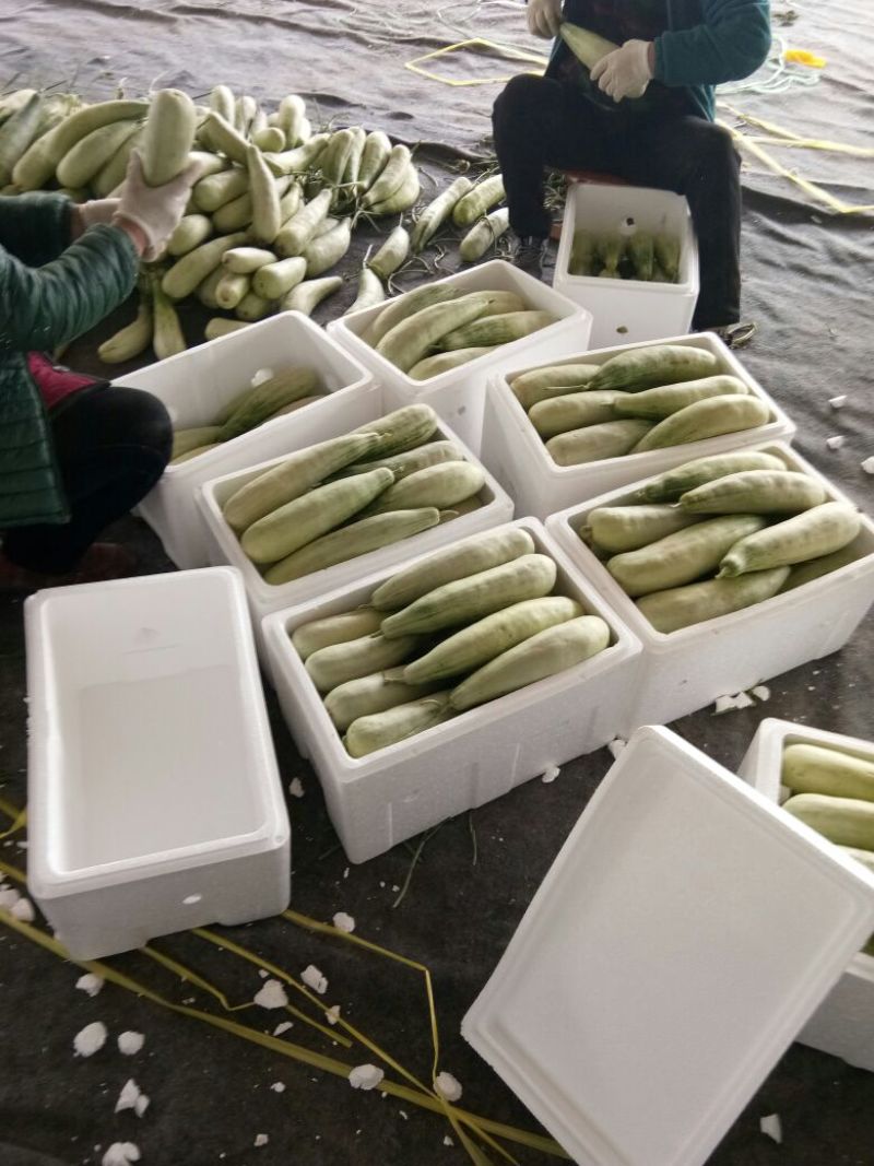 几十万亩甜瓜种植积地博羊61甜瓜年后大量上市