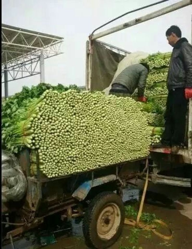 【精品】永年区芹菜大量上市量大从优一条龙服务