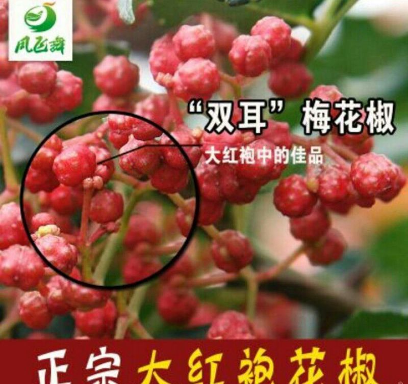 【陕西凤县】大红袍花椒一级干