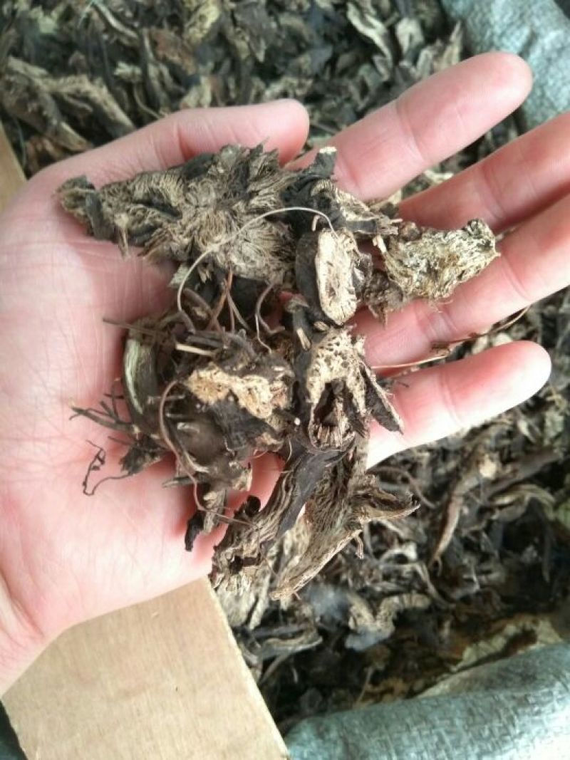 升麻无硫升麻片新货中药材批发零售