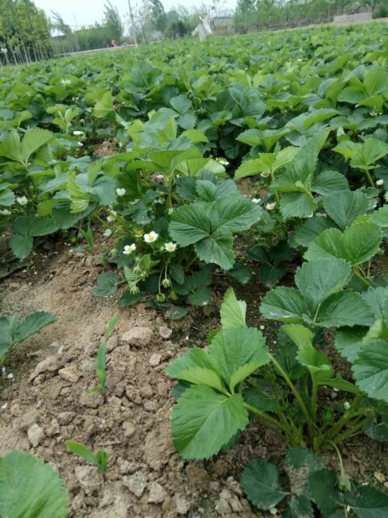 草莓苗20~30cm